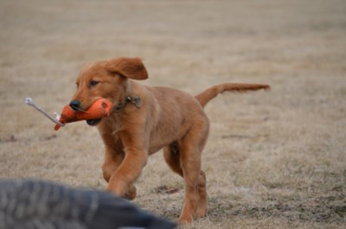 Hunting Companion – The Gundog
