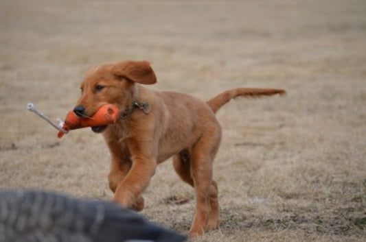 Hunting Companion – The Gundog