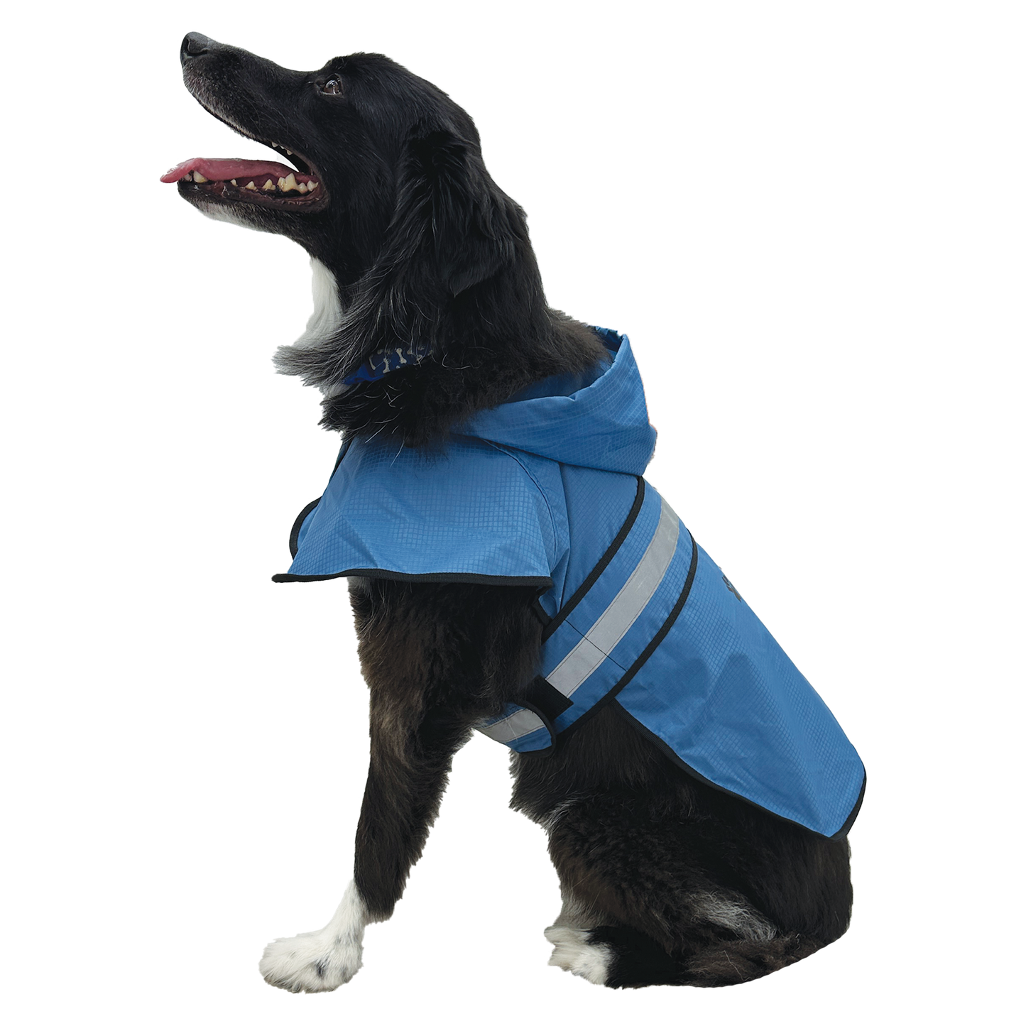Dog wearing a blue raincoat on a white background