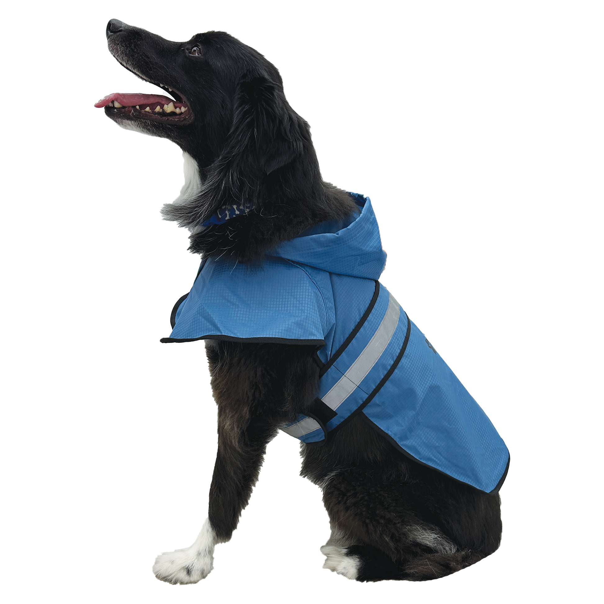 Dog wearing a blue raincoat on a white background