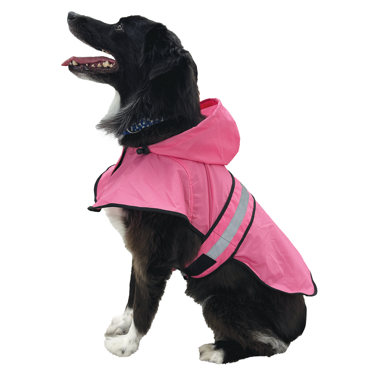 Dog wearing a pink raincoat with a reflective stripe on a white background