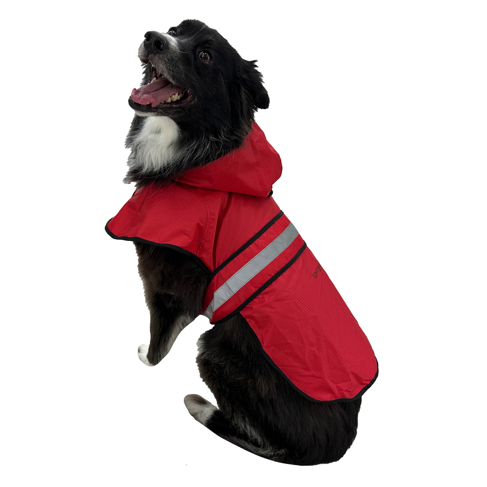 Dog wearing a red raincoat with reflective stripes on a white background
