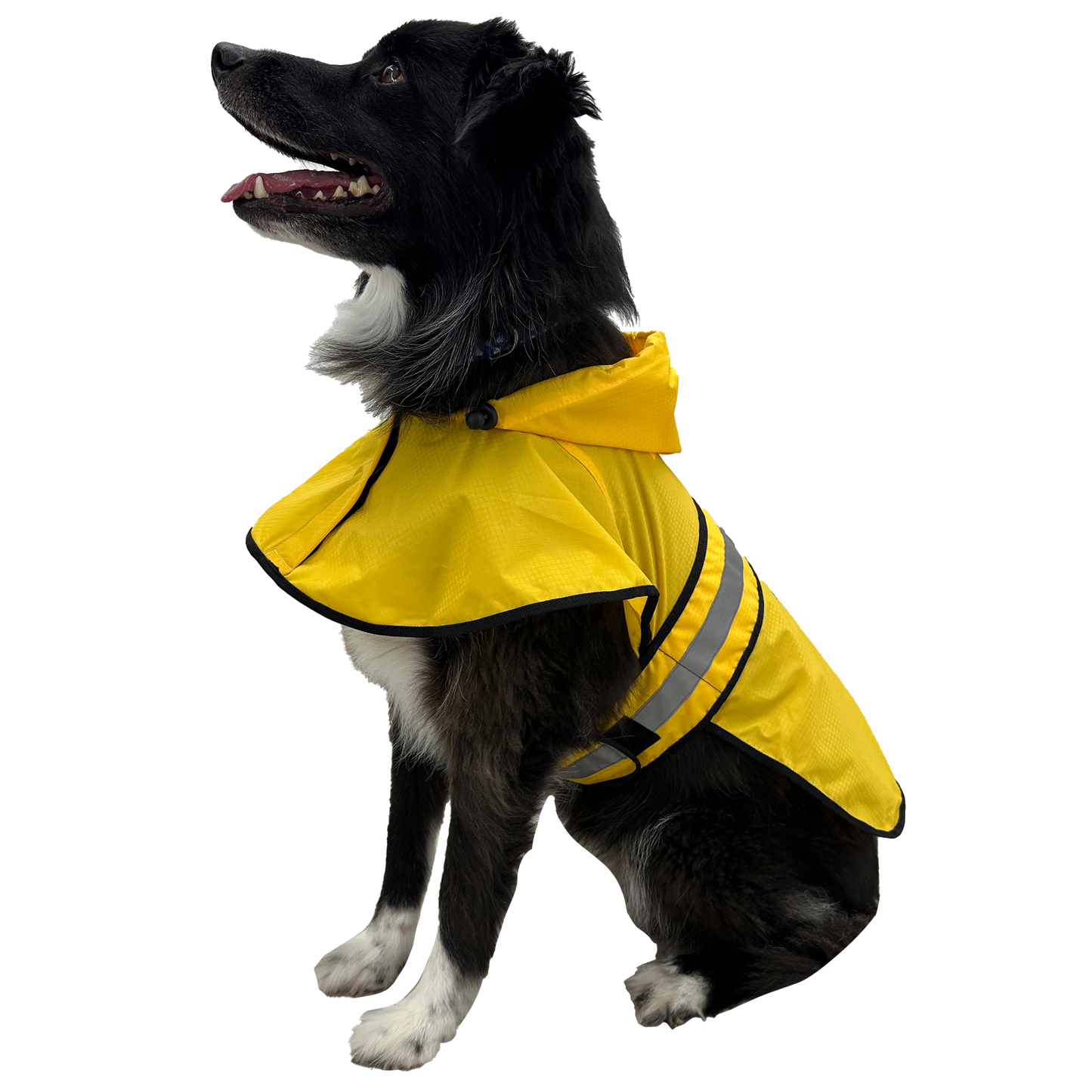 Dog wearing a yellow raincoat with reflective stripes on a white background